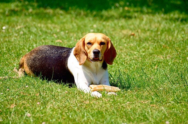 beagle3