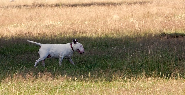 bull-terrier-164192_640