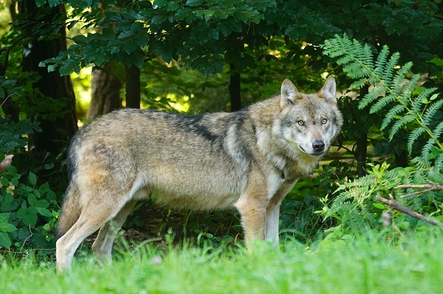 wolf-1583200_640
