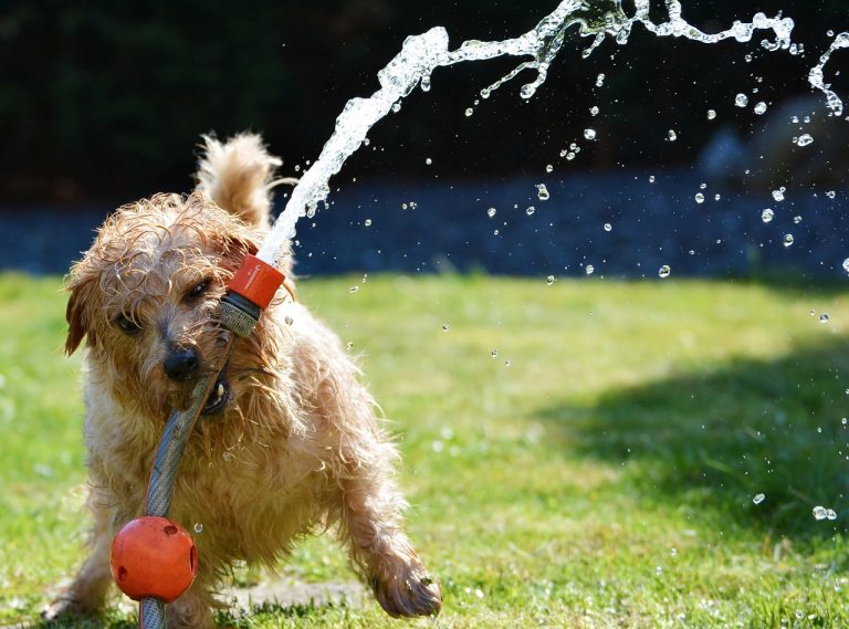 犬がおもちゃをくわえて徘徊するのはなぜ？ 犬のしつけ事典 ｜ 犬の気持ちと種類から